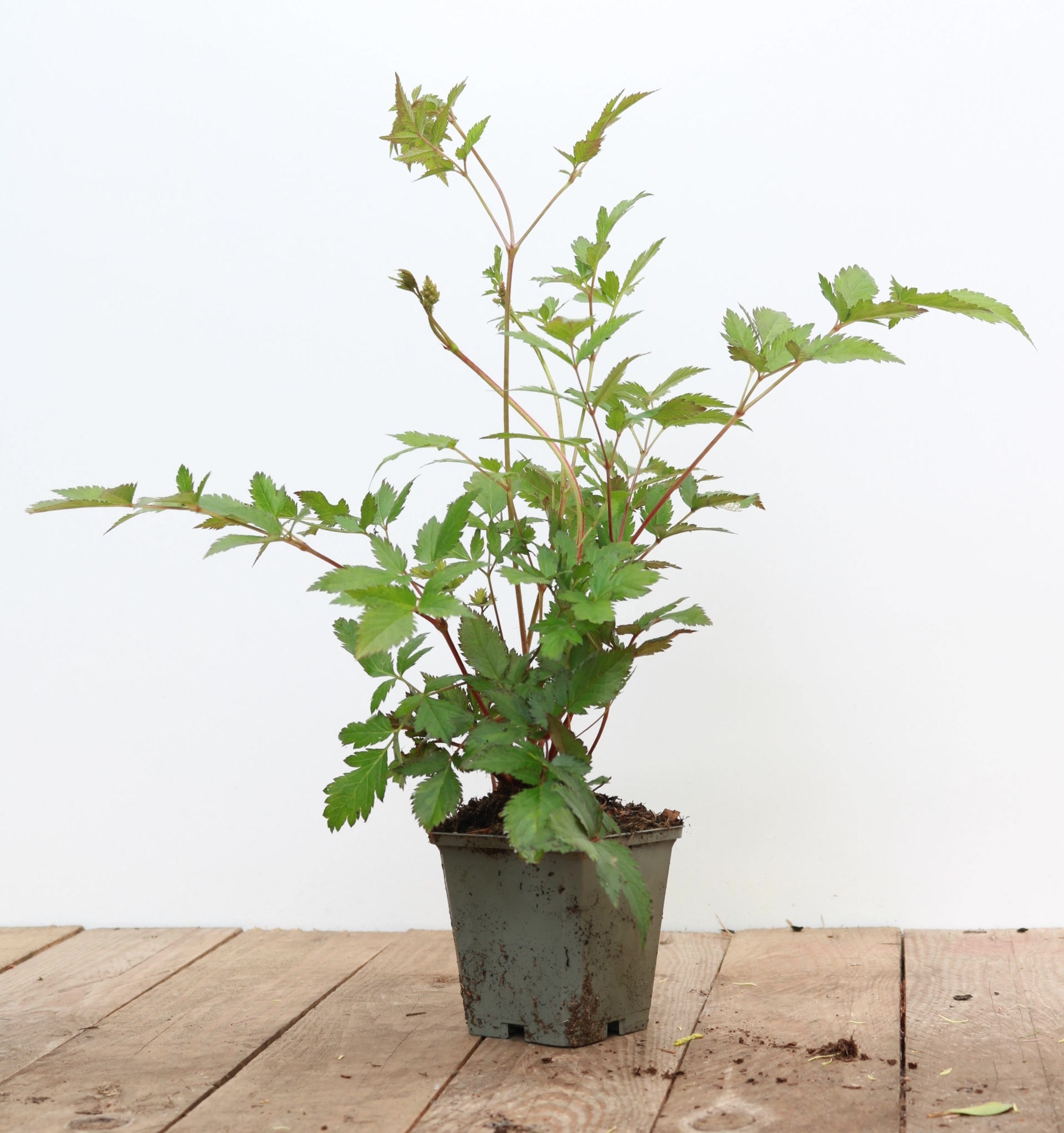 Astilbe japonica 'Montgomery', Prachtspiere, rot, ca. 9x9 cm Topf - Bild 1