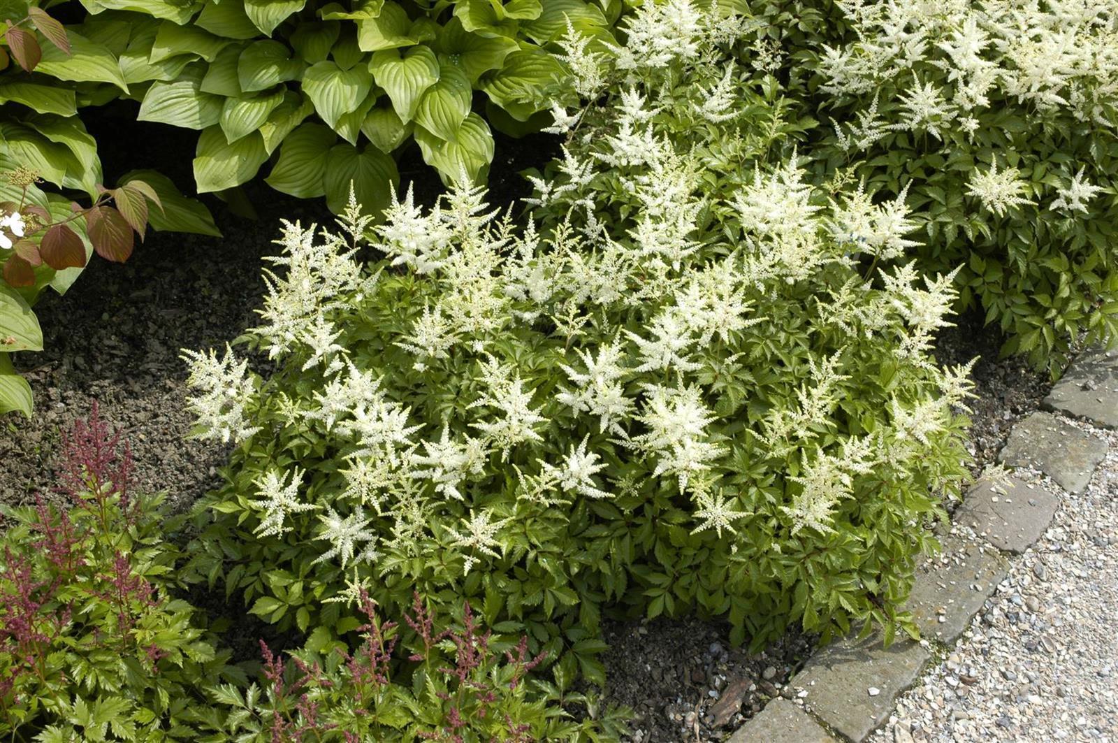 Astilbe japonica 'Washington', Prachtspiere, wei&szlig;, ca. 9x9 cm Topf - Bild 1