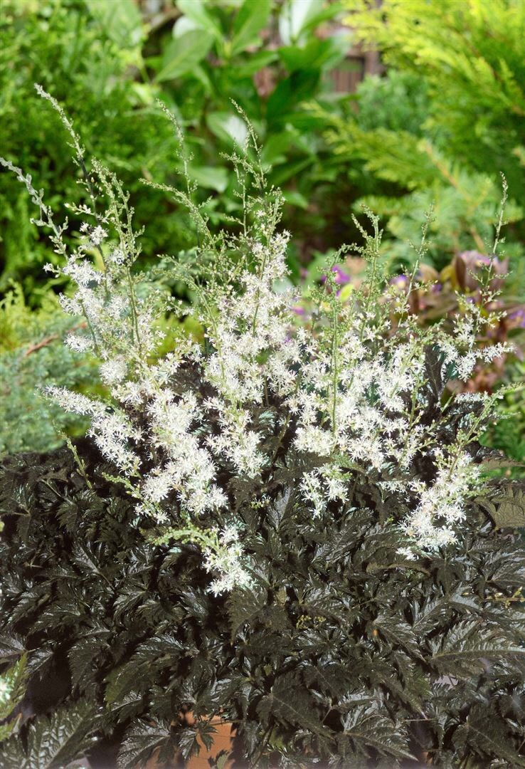 Astilbe simplicifolia 'Praecox Alba', wei&szlig;, ca. 9x9 cm Topf - Bild 1