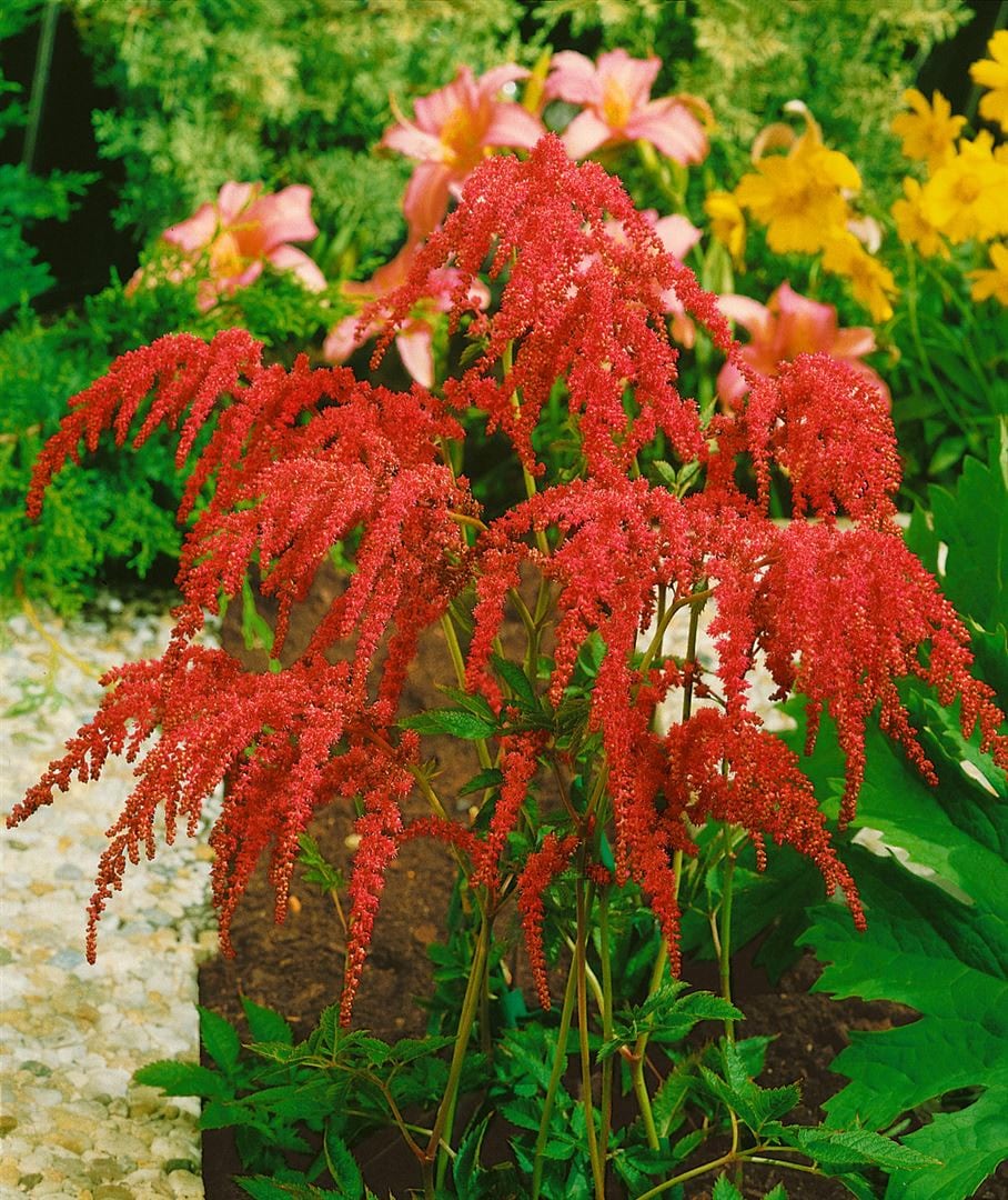 Astilbe thunbergii 'Rote Strau&szlig;enfeder', rote Bl&uuml;ten, ca. 9x9 cm Topf - Bild 1