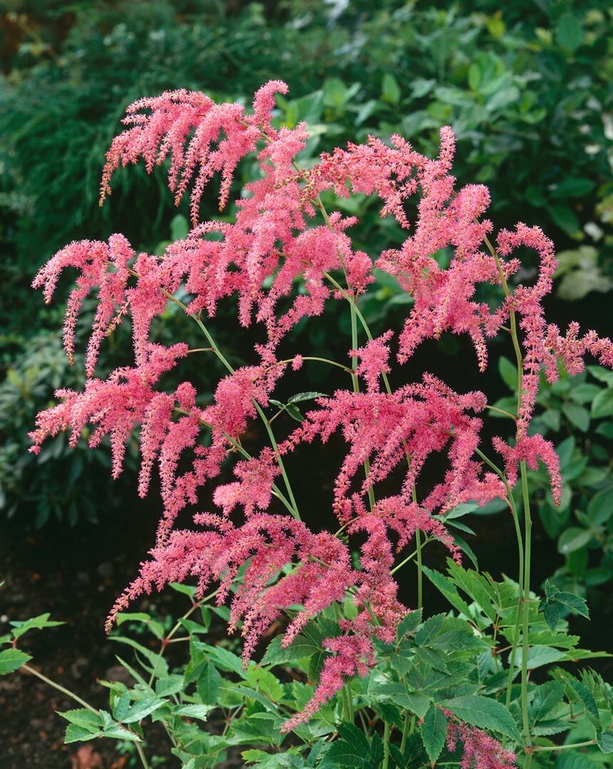Astilbe thunbergii 'Strau&szlig;enfeder', Prachtspiere, rosa, ca. 9x9 cm Topf - Bild 1