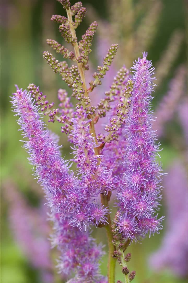 Astilbe x arendsii 'Amethyst', Prachtspiere, violett, ca. 9x9 cm Topf - Bild 1