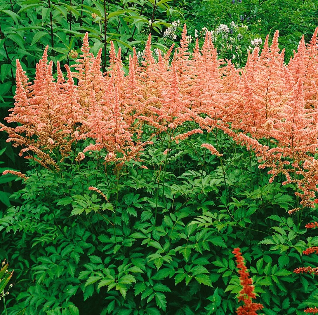 Astilbe x arendsii 'Anita Pfeifer', Prachtspiere, rosa, ca. 9x9 cm Topf - Bild 1