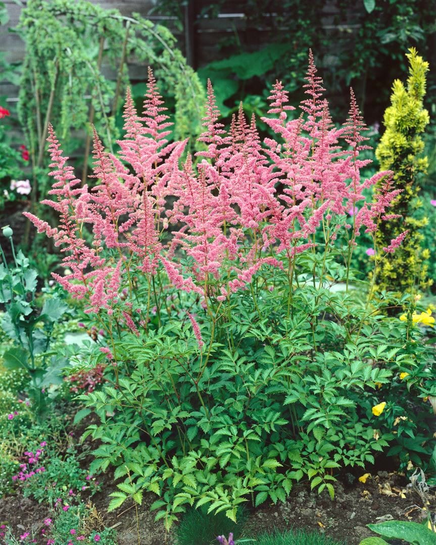 Astilbe x arendsii 'Bressingham Beauty', rosa Bl&uuml;ten, ca. 9x9 cm Topf - Bild 1
