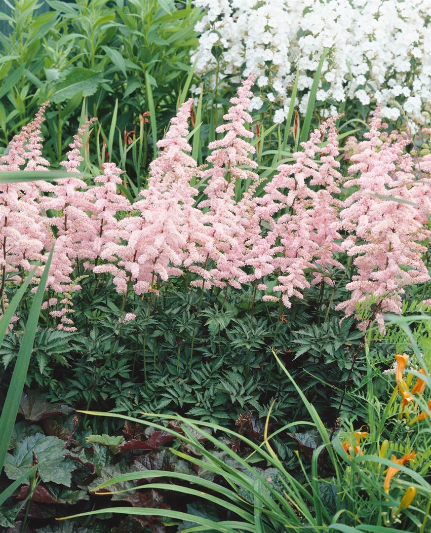 Astilbe x arendsii 'Grete P&uuml;ngel', Prachtspiere, rosa, ca. 9x9 cm Topf - Bild 1