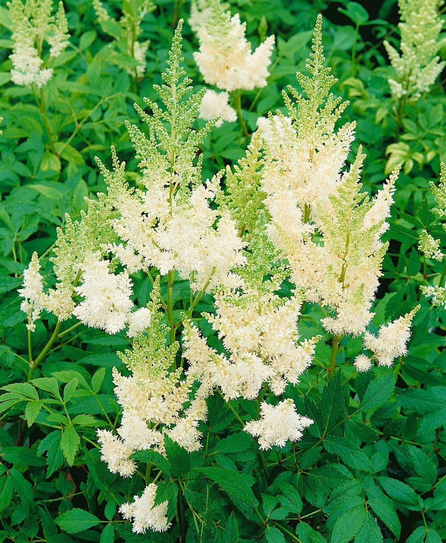 Astilbe x arendsii 'Wei&szlig;e Gloria', Prachtspiere, wei&szlig;, ca. 9x9 cm Topf - Bild 1