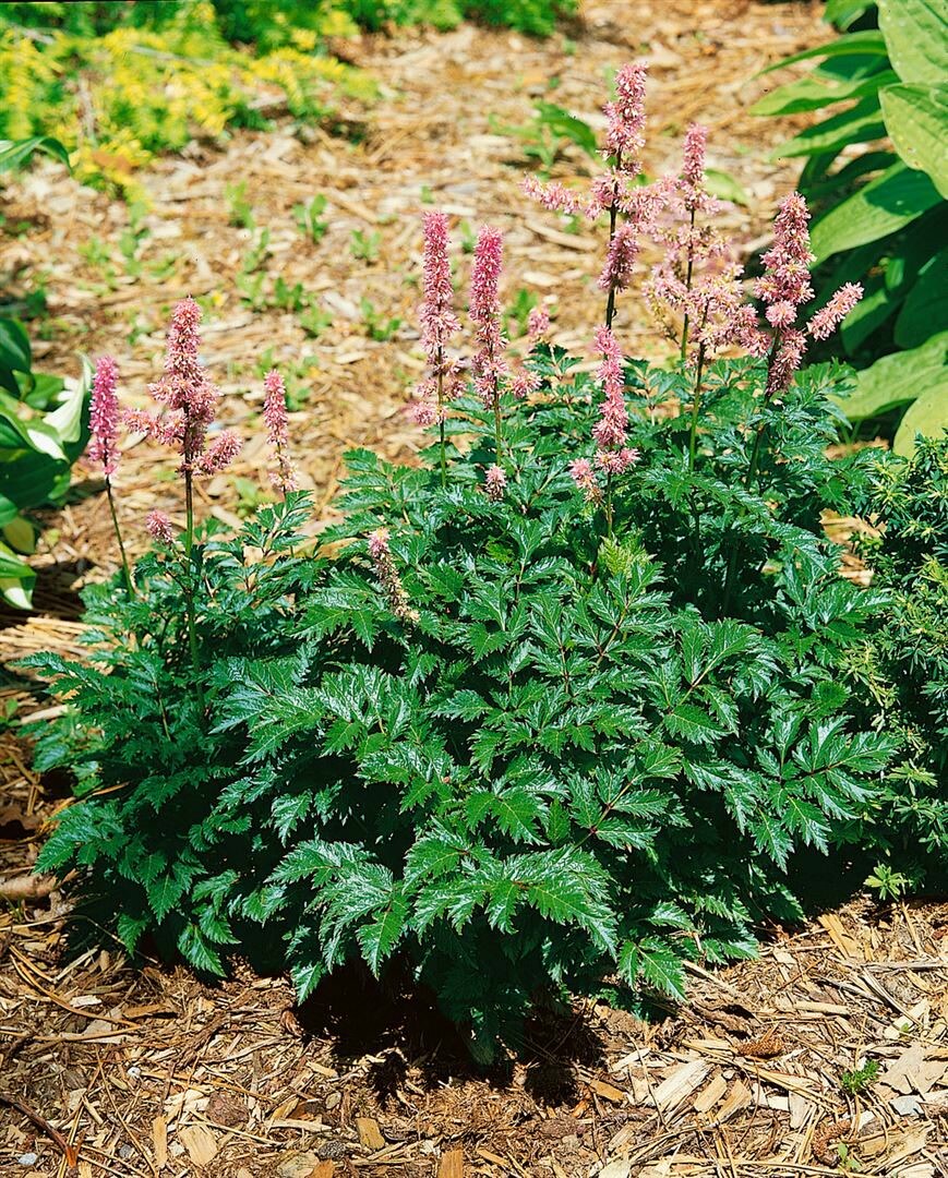 Astilbe x crispa 'Perkeo', Zwerg-Astilbe, rosa Bl&uuml;ten, ca. 9x9 cm Topf - Bild 1