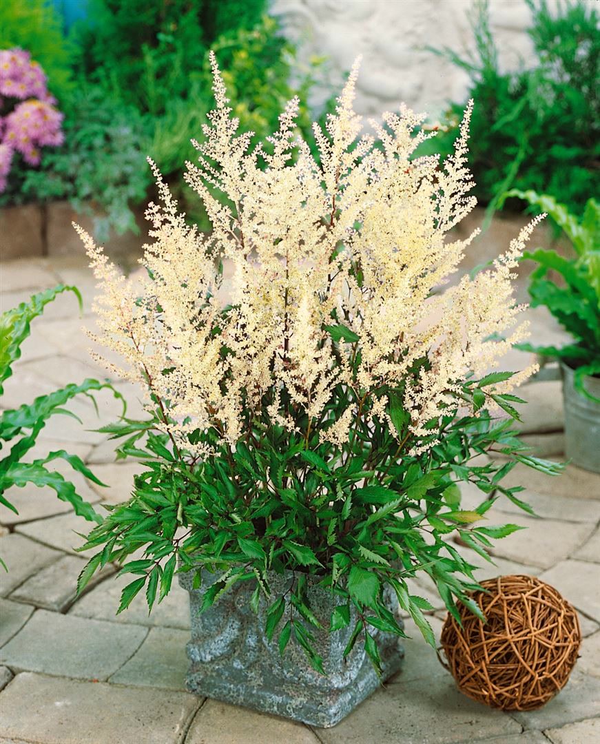 Astilbe x cult.'Rock and Roll' -R-, Prachtspiere, rosa, ca. 11x11 cm Topf