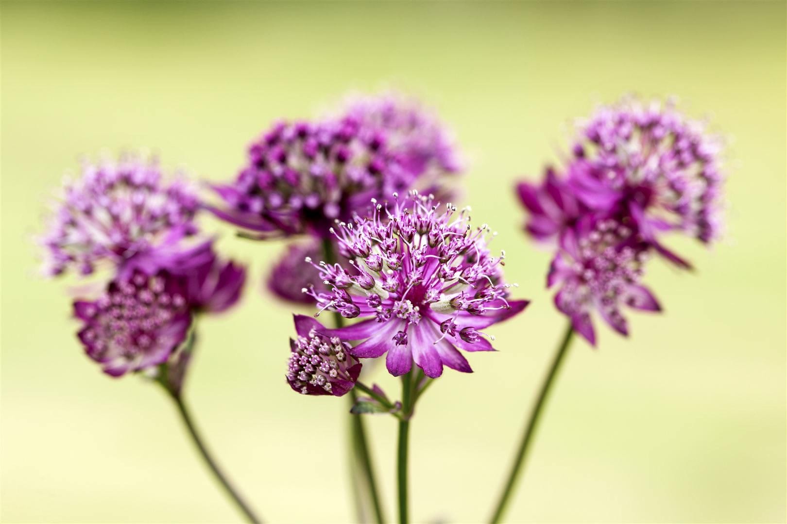 Astrantia major 'Abbey Road', Sterndolde, dunkelrot, ca. 11x11 cm Topf - Bild 1