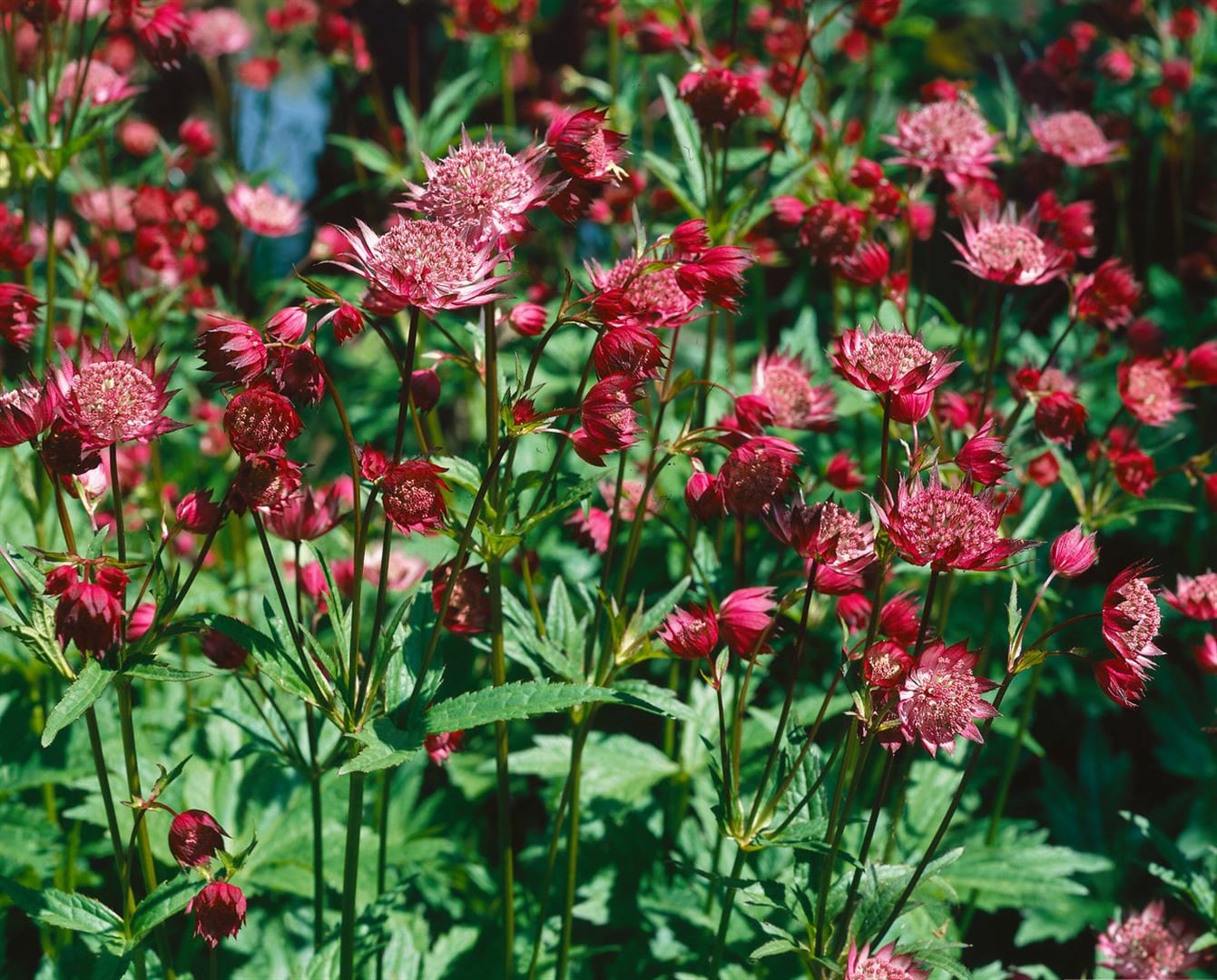 Astrantia major 'Hadspen Blood', Sterndolde, dunkelrot, ca. 11x11 cm Topf - Bild 1