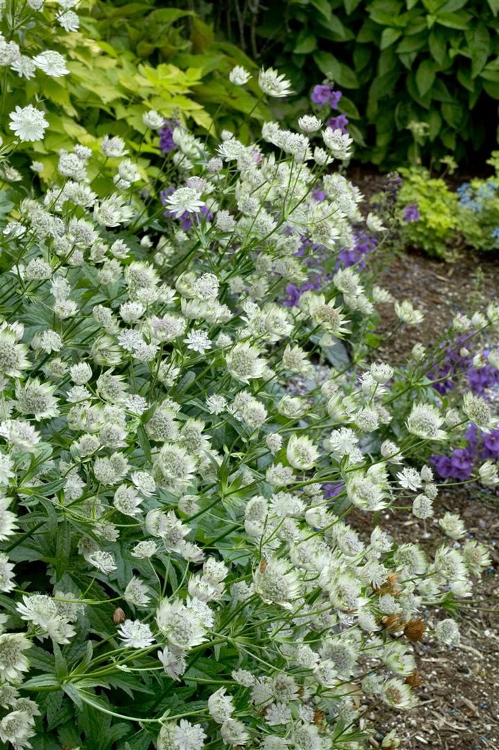 Astrantia major 'Margery Fish', Sterndolde, rosa, ca. 11x11 cm Topf - Bild 1