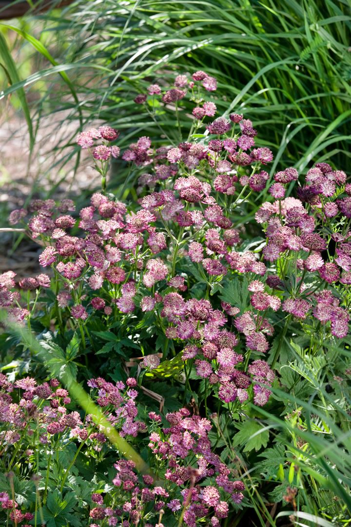 Astrantia major 'Moulin Rouge', Sterndolde, dunkelrot, ca. 11x11 cm Topf - Bild 1