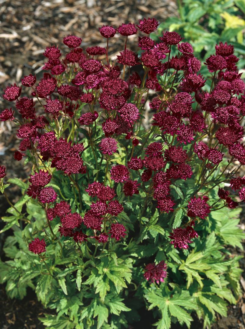 Astrantia major 'Ruby Cloud', Sterndolde, rubinrot, ca. 9x9 cm Topf - Bild 1