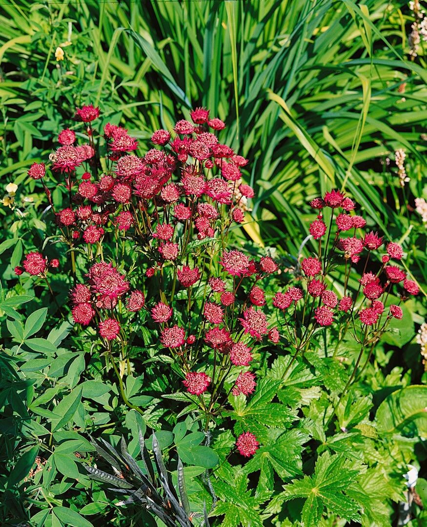 Astrantia major 'Ruby Wedding', Sterndolde, dunkelrot, ca. 9x9 cm Topf - Bild 1