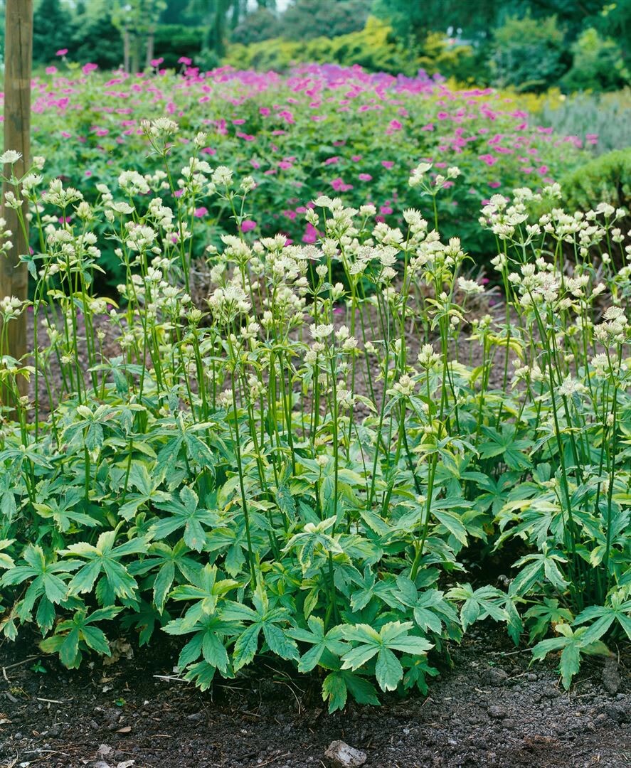 Astrantia major 'Sunningdale Variegated', Sterndolde, buntlaubig, ca. 11x11 cm Topf - Bild 1