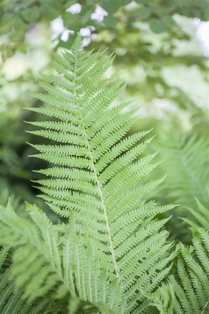 Athyrium filix-femina, Frauenfarn, ca. 9×9 cm Topf | 04063654256663