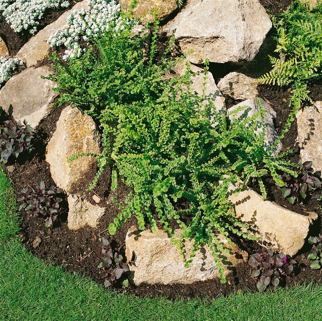 Athyrium filix-femina 'Frizelliae', Frauenfarn, ca. 9x9 cm Topf - Bild 1