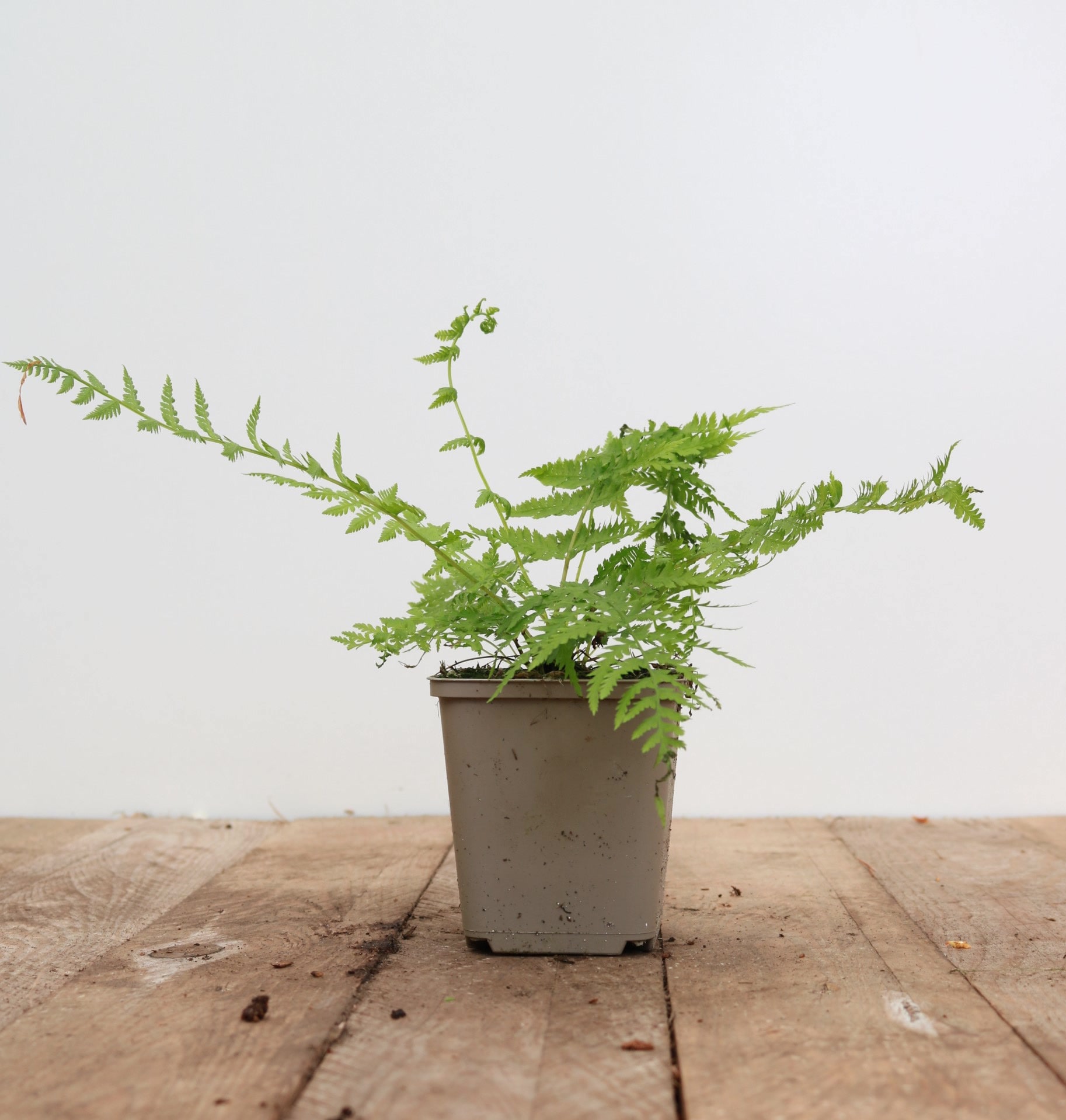 Athyrium filix-femina 'Lady in Red', roter Stiel, ca. 9x9 cm Topf - Bild 1
