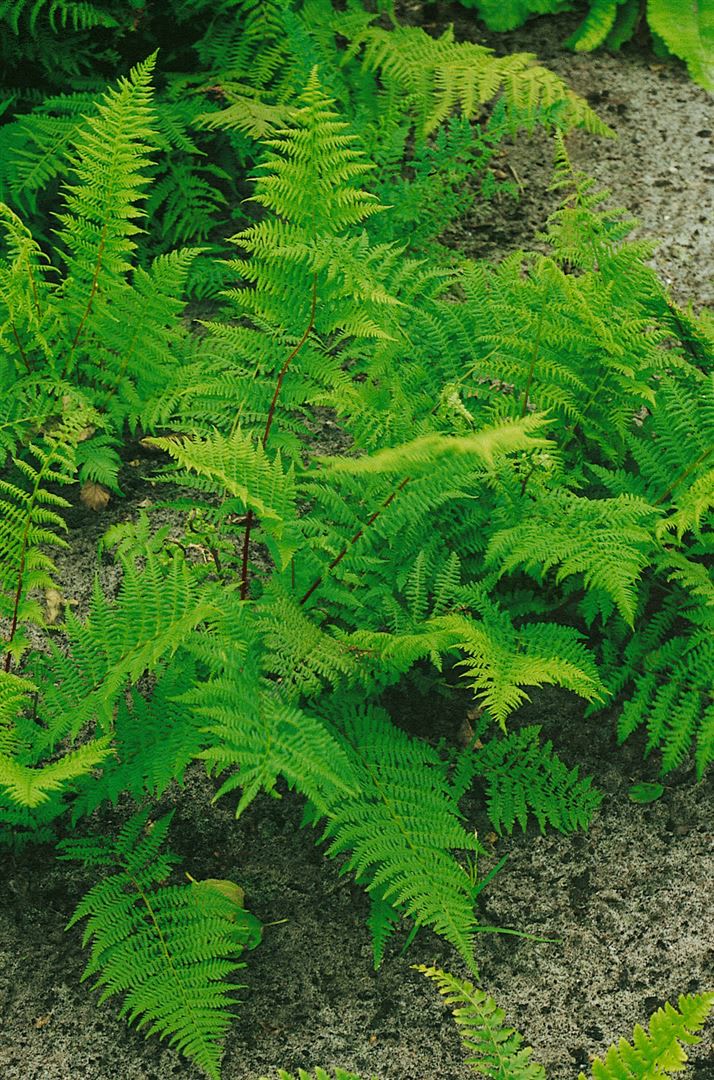Athyrium filix-femina 'Rotstiel', Frauenfarn, ca. 9x9 cm Topf - Bild 1