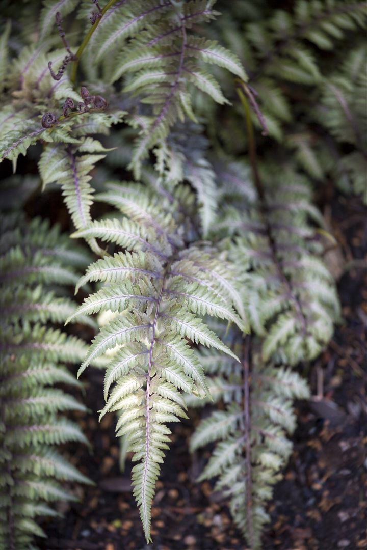 Athyrium niponicum 'Metallicum', Japanischer Regenbogenfarn, ca. 9x9 cm Topf - Bild 1