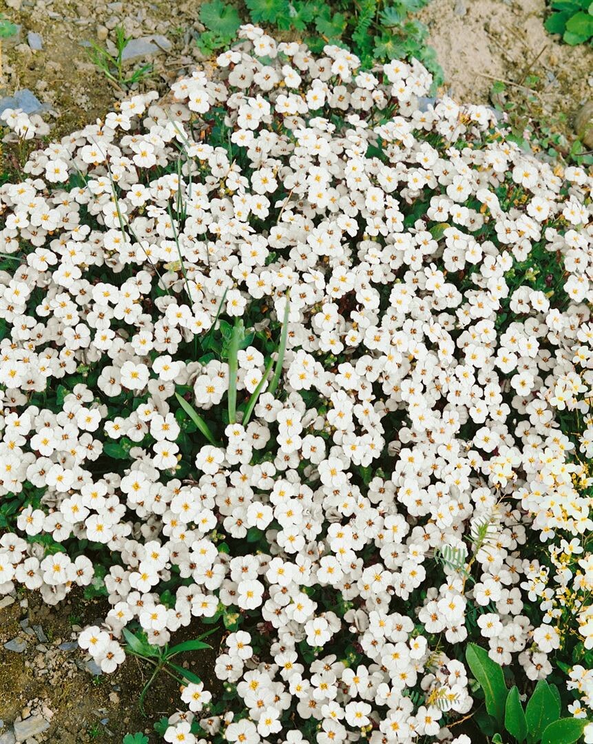Aubrieta x cultorum 'Alba', Blaukissen, wei&szlig;, ca. 9x9 cm Topf - Bild 1
