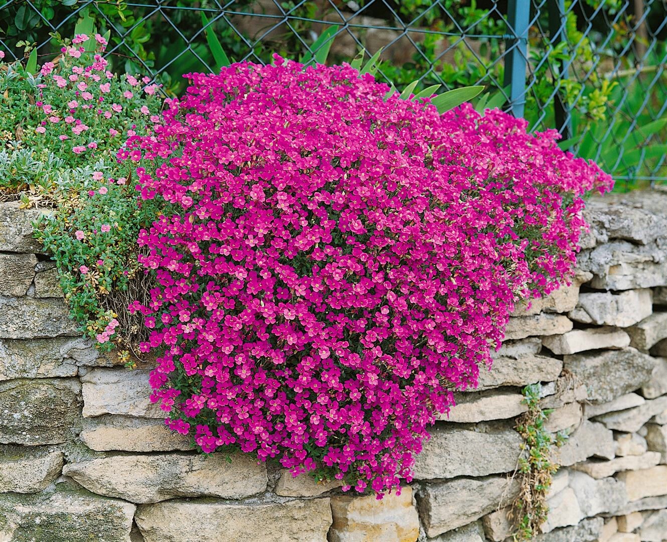 Aubrieta x cult. 'Cascade Red', Blaukissen, leuchtend rot, ca. 9x9 cm Topf - Bild 1