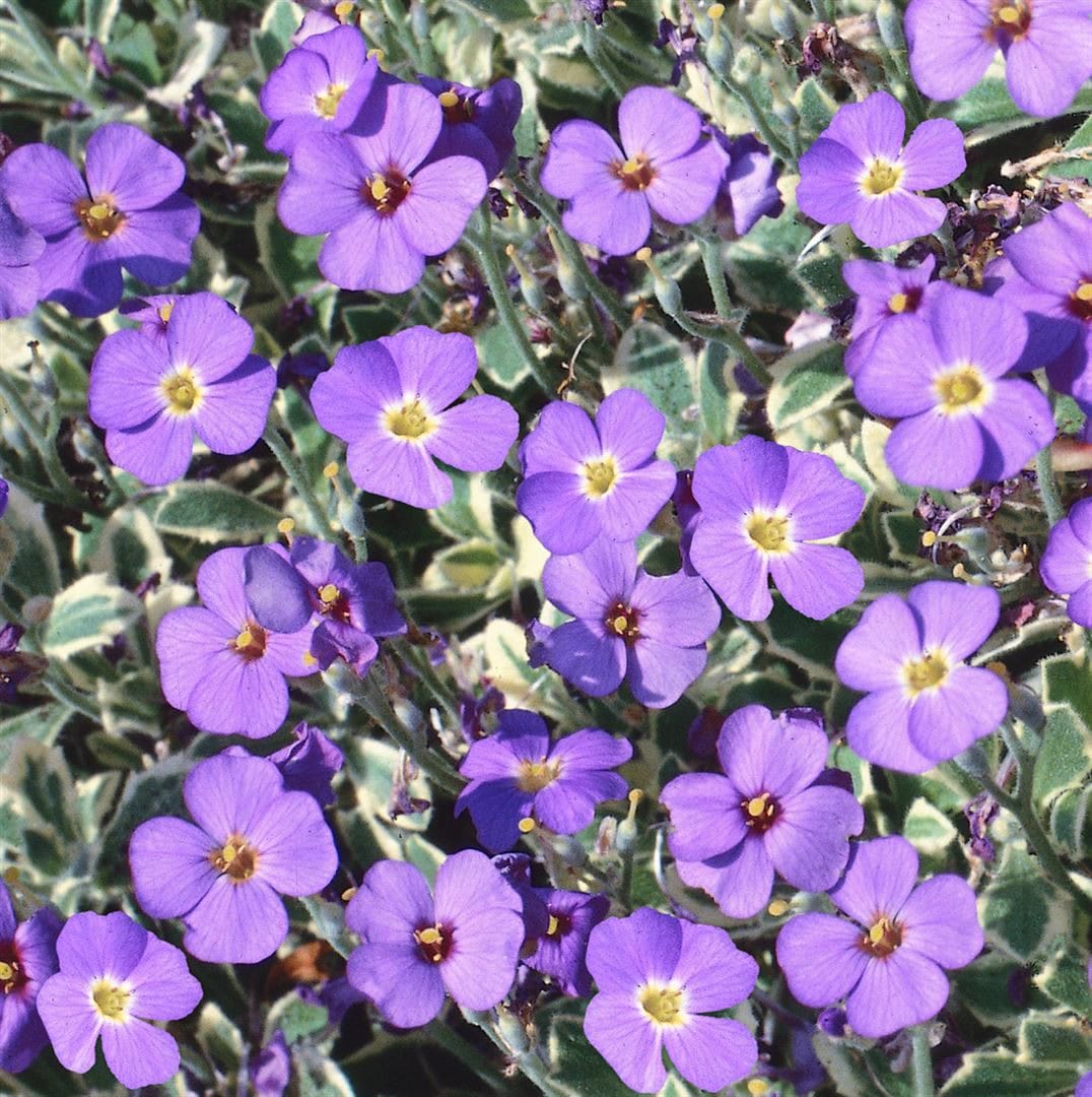 Aubrieta x cult. 'Dr Mules Variegated', Blaukissen, ca. 9x9 cm Topf - Bild 1