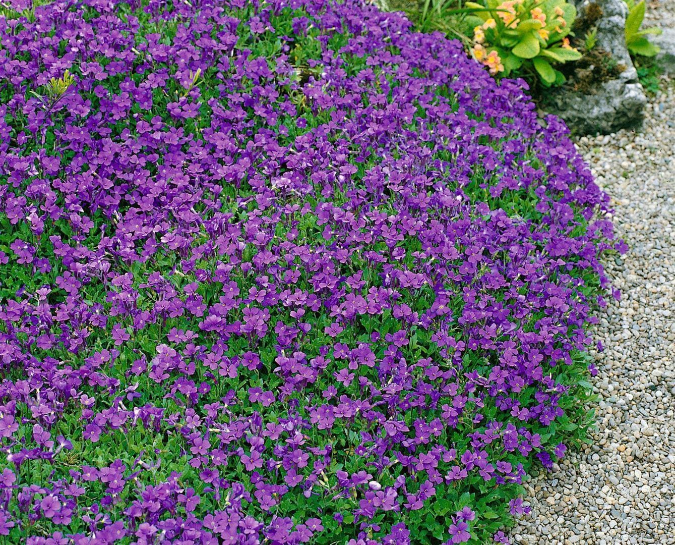 Aubrieta x cult. 'Hamburger Stadtpark', Blaukissen, ca. 9x9 cm Topf - Bild 1