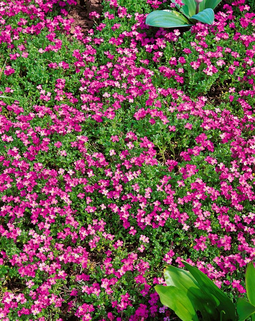 Aubrieta x cult. 'Rosenteppich', Blaukissen, rosa, ca. 9x9 cm Topf - Bild 1