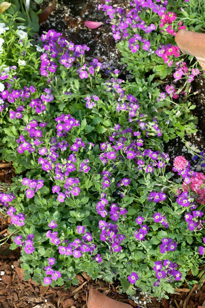 Aubrieta x cult. 'Rubinfeuer', Blaukissen, rubinrot, ca. 9x9 cm Topf - Bild 1