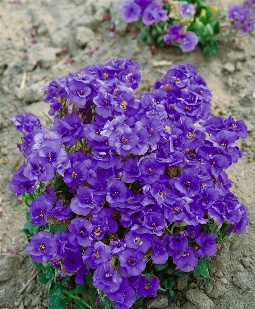 Aubrieta x cult. 'Sauerland', Blaukissen, violett, ca. 9x9 cm Topf - Bild 1