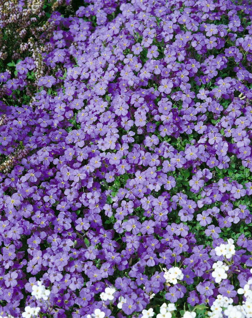 Aubrieta x cultorum 'Tauricola', Blaukissen, violett, ca. 9x9 cm Topf - Bild 1