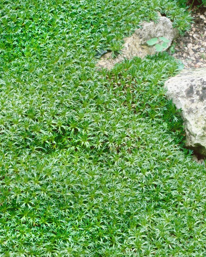 Azorella trifurcata, Polsterpflanze, ca. 9x9 cm Topf, immergr&uuml;n - Bild 1