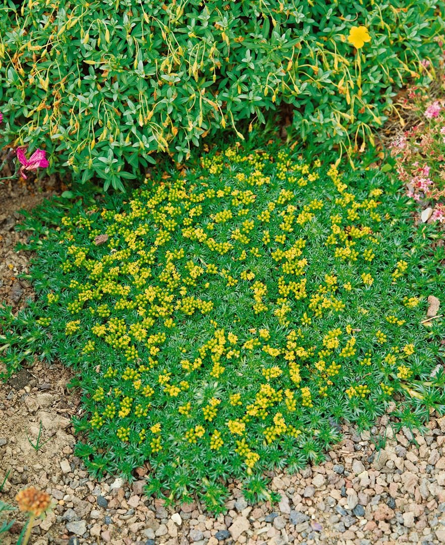 Azorella trifurcata 'Nana', Polsterpflanze, ca. 9x9 cm Topf - Bild 1