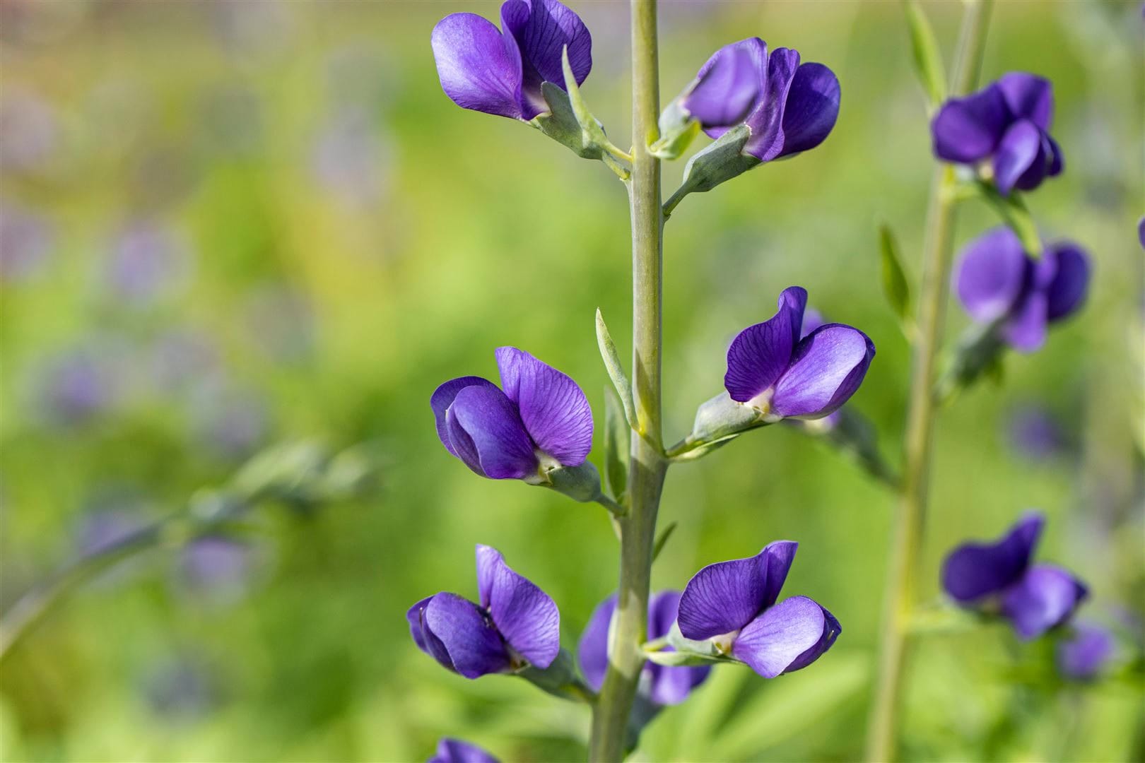 Baptisia australis, Indigolupine, blau, ca. 9x9 cm Topf - Bild 1