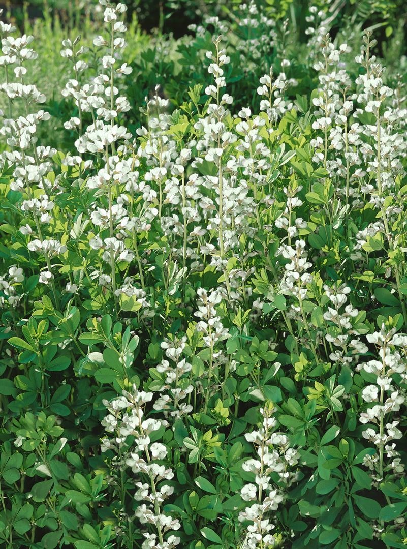 Baptisia australis 'Alba', Wei&szlig;er Indigolupine, wei&szlig;, ca. 9x9 cm Topf - Bild 1