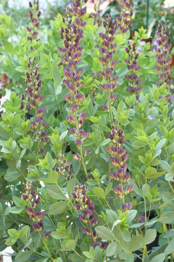 Baptisia x variicolor ‚Twilite Prairieblues‘, violett, ca. 11×11 cm Topf | 04063654289579