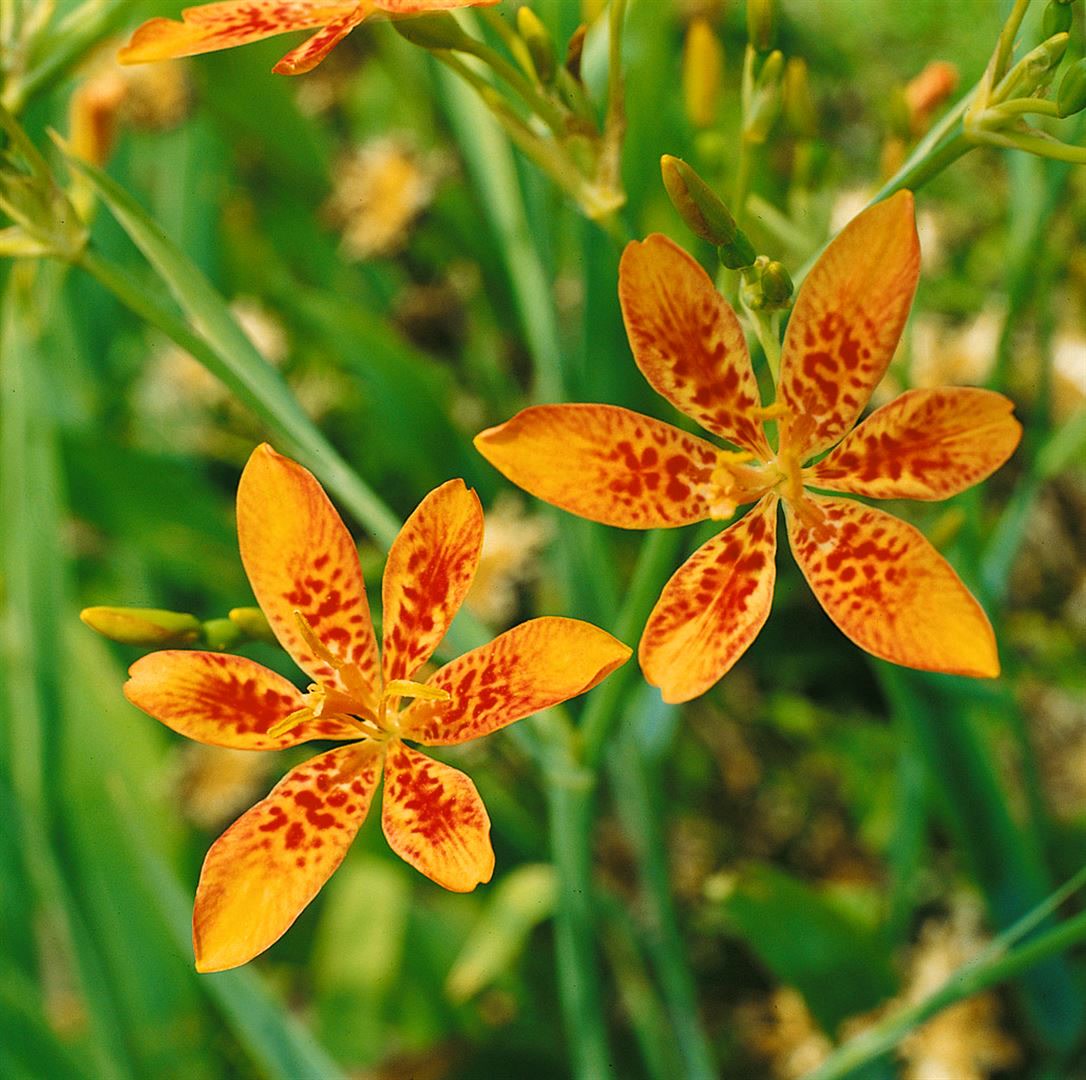 Belamcanda chinensis, Leopardblume, orange, ca. 9x9 cm Topf - Bild 1