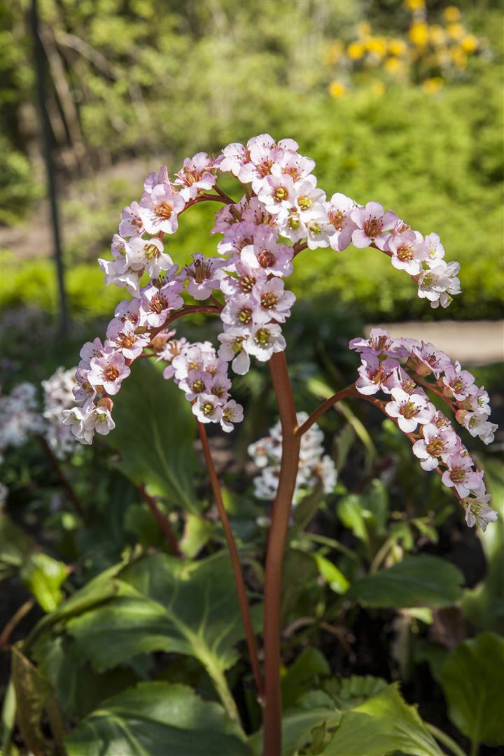 Bergenia cordifolia, Riesensteinbrech, rosa Bl&uuml;ten, ca. 11x11 cm Topf - Bild 1