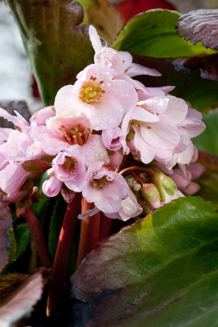 Bergenia cordifolia 'Biedermeier', Riesensteinbrech, rosa, ca. 11x11 cm Topf - Bild 1