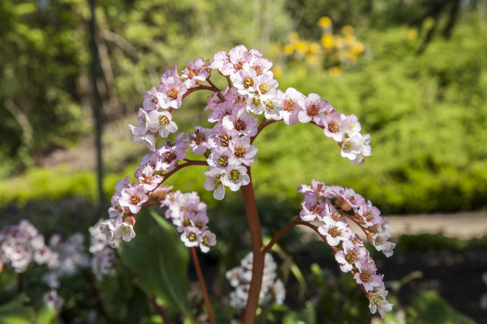 Bergenia cordifolia 'Schneek&ouml;nigin', Riesensteinbrech, wei&szlig;, ca. 11x11 cm Topf - Bild 1