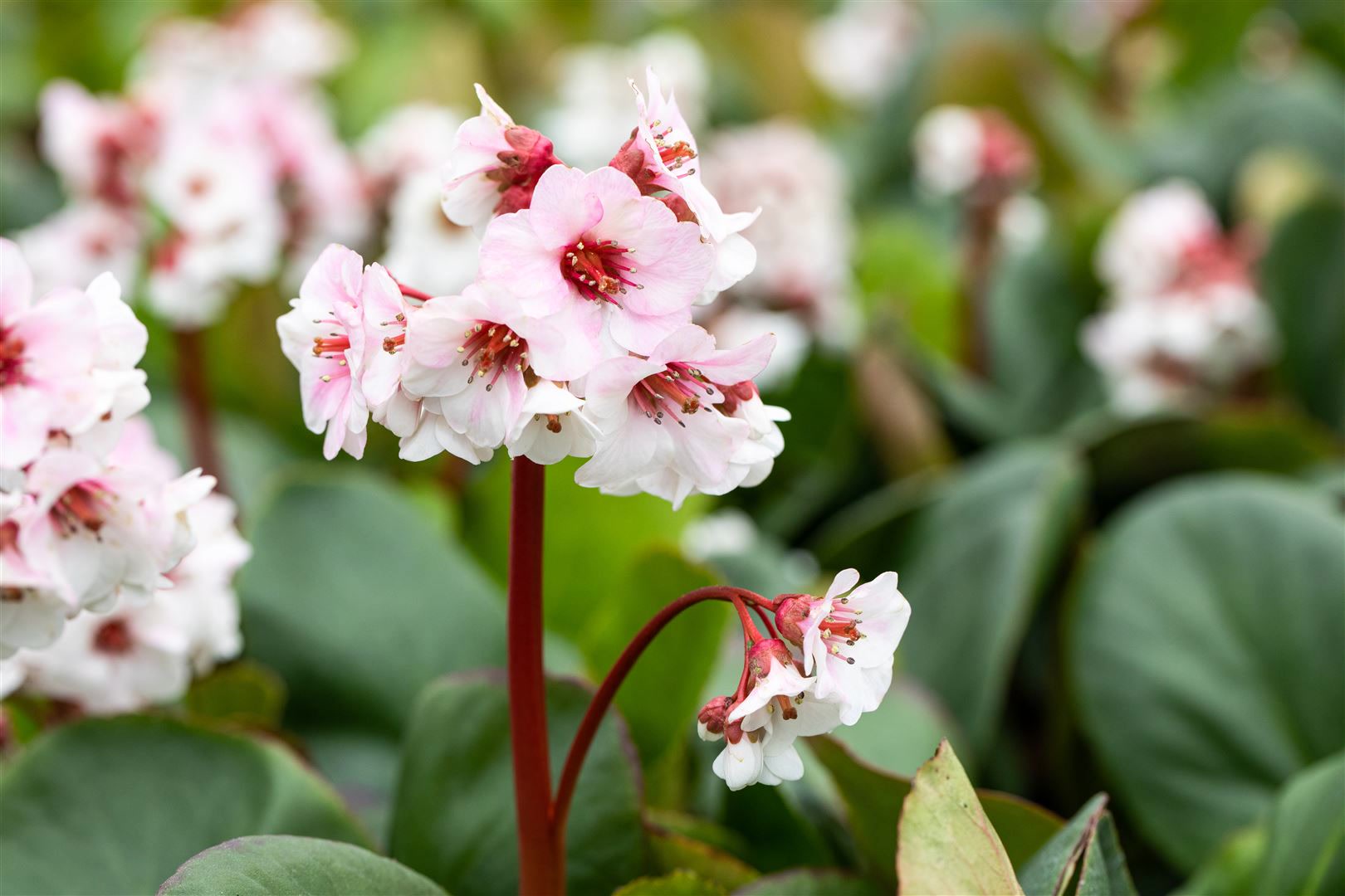 Bergenia cordifolia 'Silberlicht', Riesensteinbrech, wei&szlig;, ca. 9x9 cm Topf - Bild 1