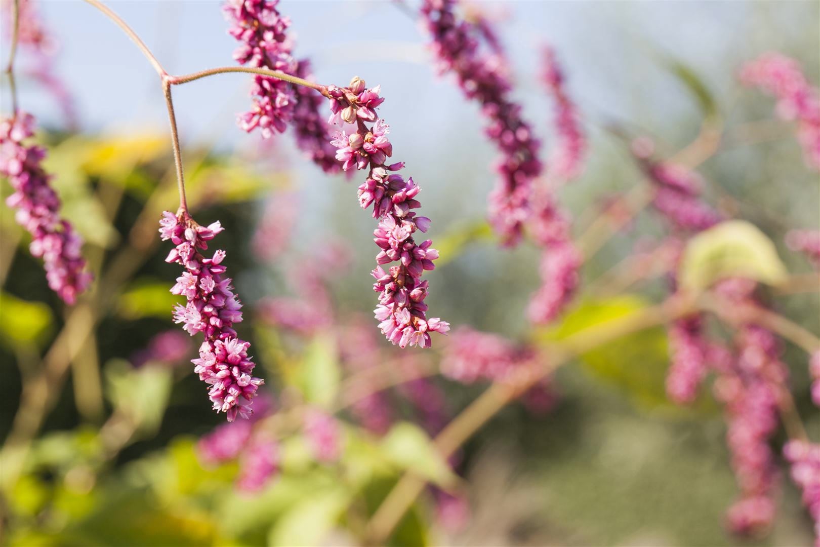 Bistorta affinis, Teppich-Kn&ouml;terich, rosa Bl&uuml;ten, ca. 9x9 cm Topf - Bild 1