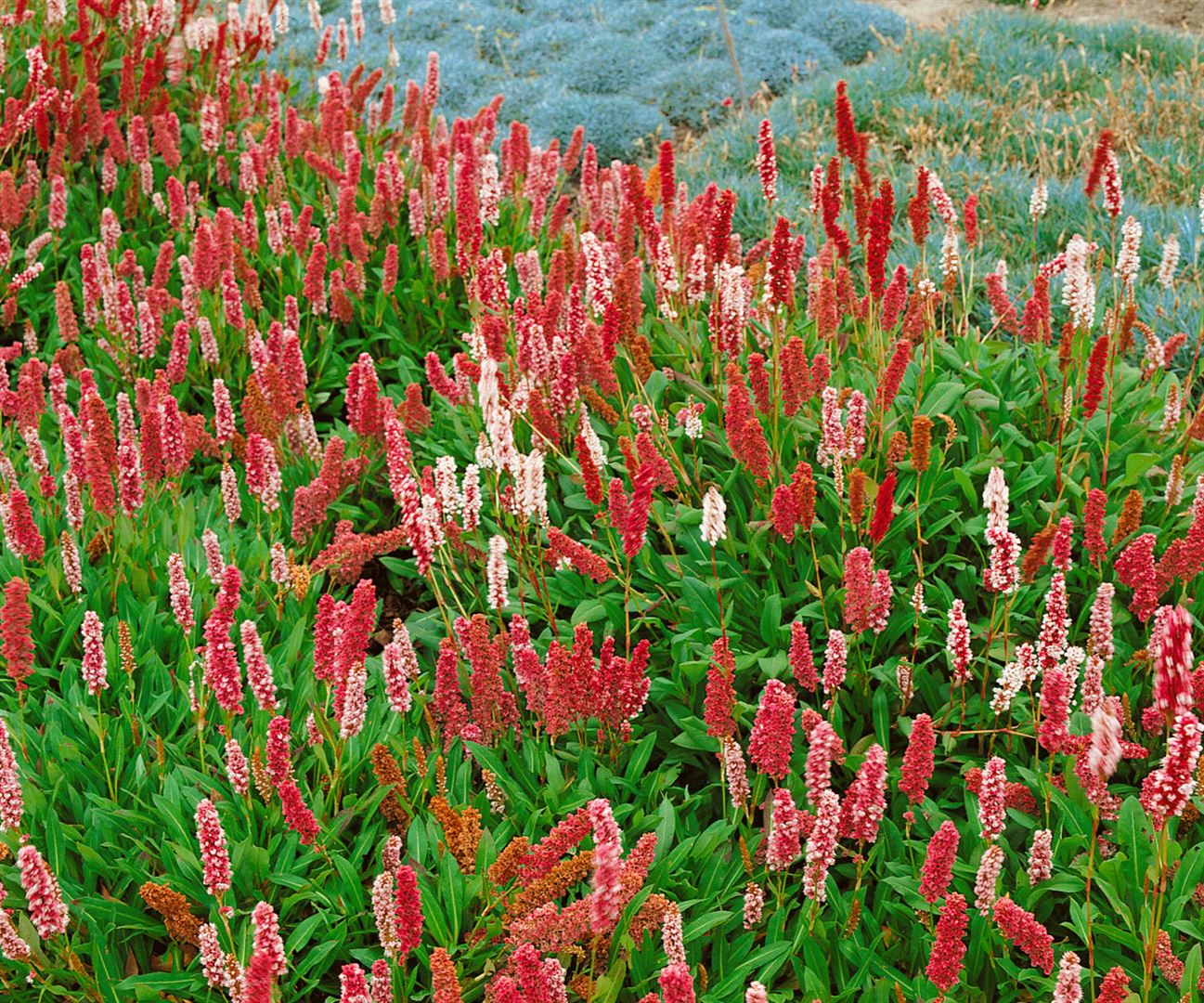 Bistorta affinis 'Darjeeling Red', Teppichkn&ouml;terich, rot, ca. 9x9 cm Topf - Bild 1