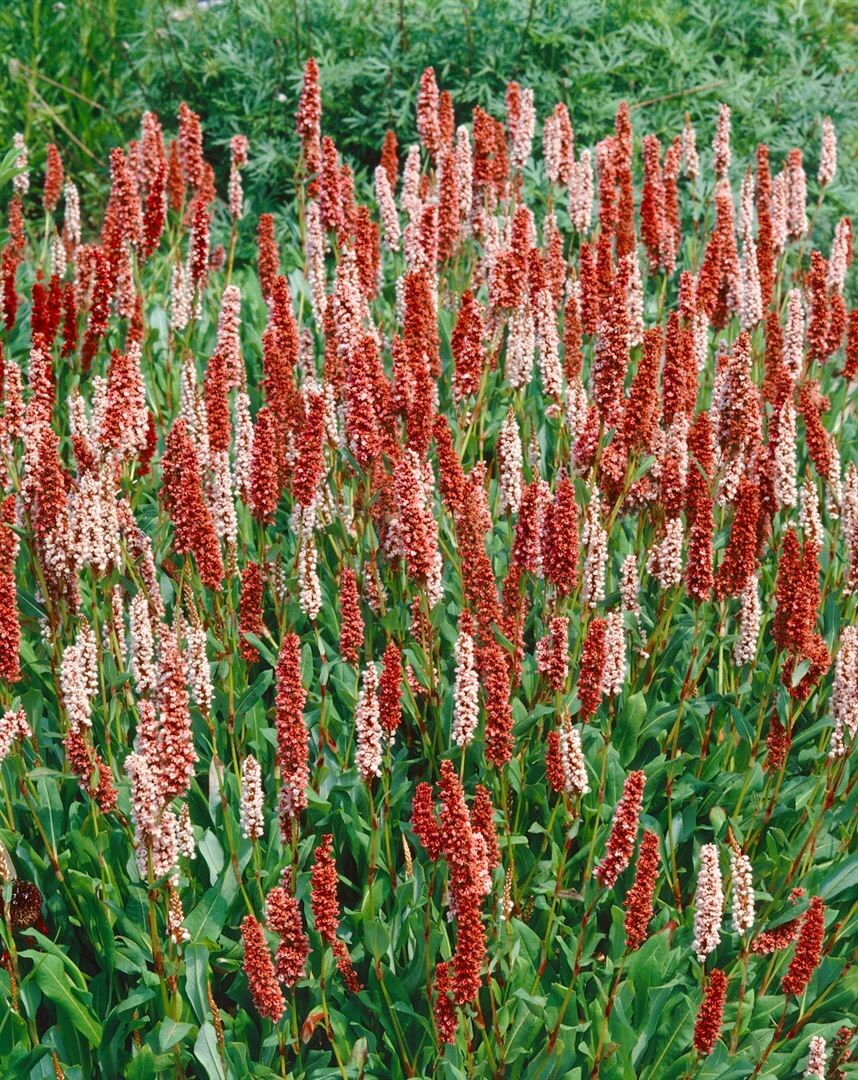 Bistorta affinis 'Dimity', Teppich-Kn&ouml;terich, rosa Bl&uuml;ten, ca. 9x9 cm Topf - Bild 1