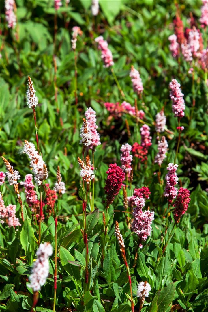 Bistorta affinis 'Kabouter', Teppichkn&ouml;terich, rosa Bl&uuml;ten, ca. 9x9 cm Topf - Bild 1