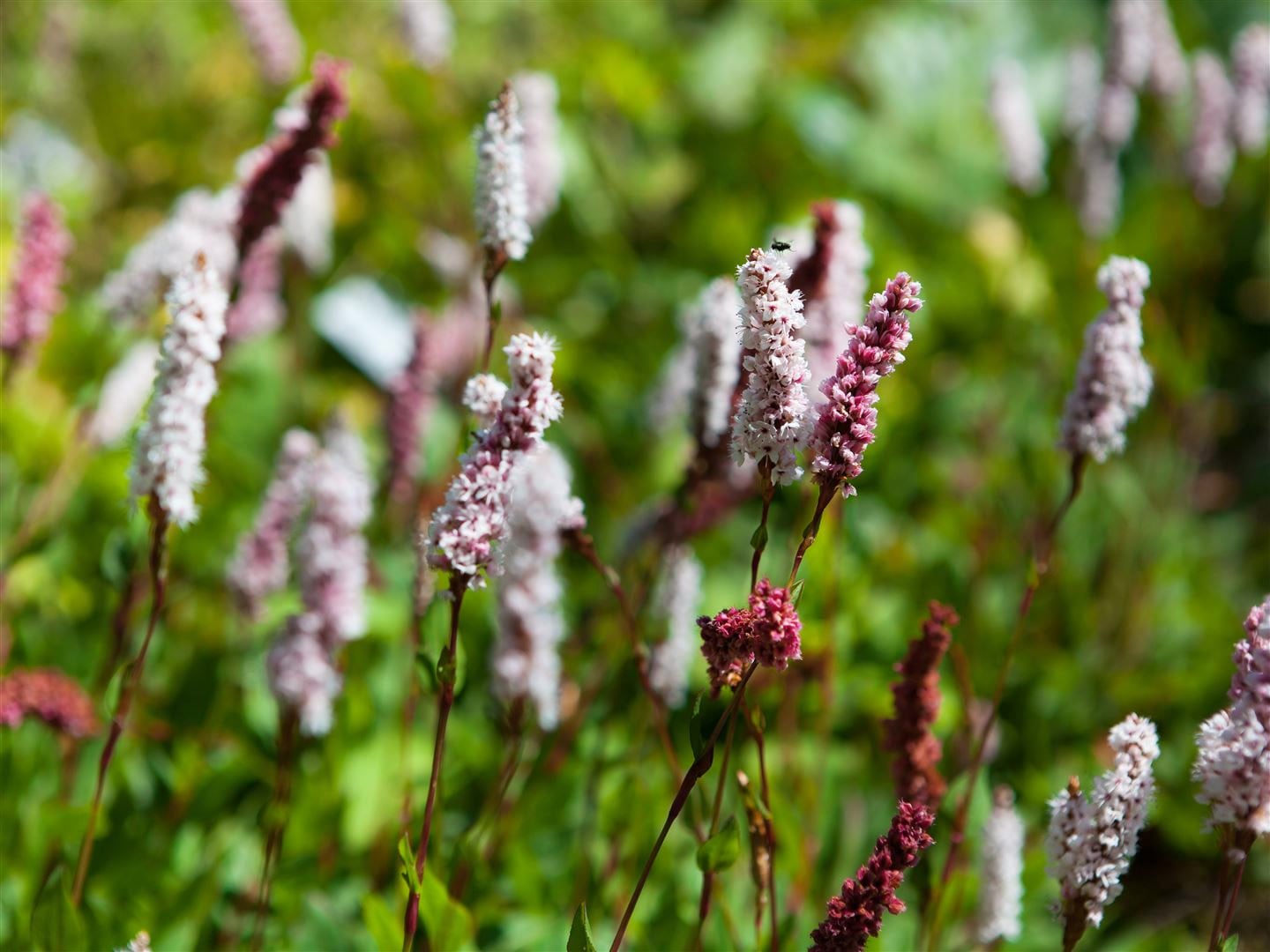Bistorta affinis 'Superba', Teppichkn&ouml;terich, rosa Bl&uuml;ten, ca. 9x9 cm Topf - Bild 1