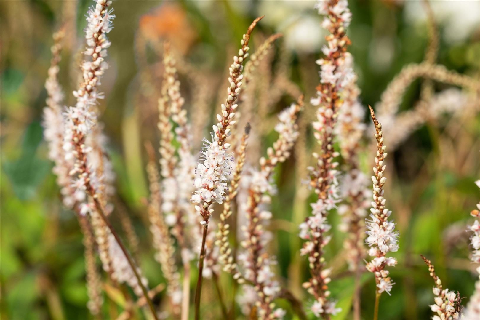 Bistorta amplexicaulis 'Alba', Kerzenkn&ouml;terich, wei&szlig;, ca. 9x9 cm Topf - Bild 1