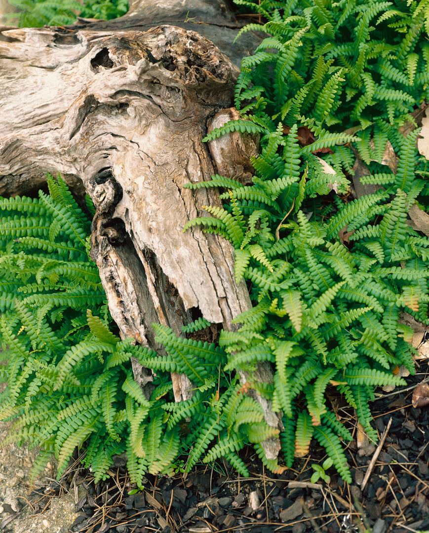 Blechnum penna-marina, Zwergfarn, ca. 9x9 cm Topf - Bild 1