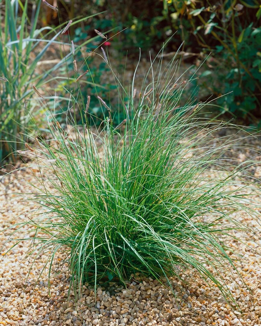 Bouteloua gracilis, Moskitogras, ca. 9x9 cm Topf, zierlich - Bild 1